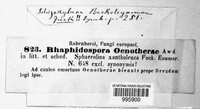 Rhaphidospora oenotherae image